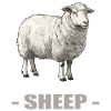 Mouton Mouton