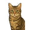 Stolze Tigerkatze