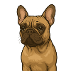Frenchie in Love