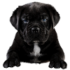 Chiot