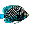Exotic fish