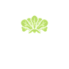 Endive