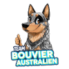 TEAM Australian Cattle Dog - Blue