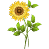 Fleur