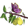 Papillon