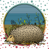 Hedgehog