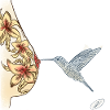 colibri