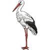 Stork