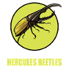 Hercules