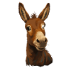 Funny Donkey Look Cartoon