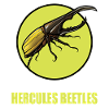 Hercules