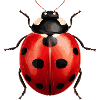 Ladybird