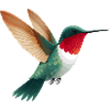 Hummingbird