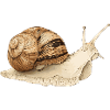 Snail