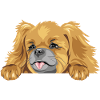 Peeking Pekingese dog