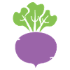 turnip