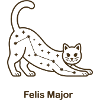 Felis Major