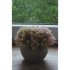Floraison 2.0