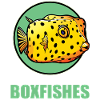 Poisson-coffre Poisson-coffre