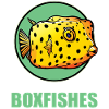 Poisson-coffre Poisson-coffre
