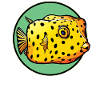 Poisson-coffre Poisson-coffre