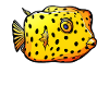 Kofferfische Kofferfisch