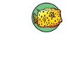 Poisson-coffre Poisson-coffre