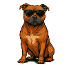 Staffi with sunglasses