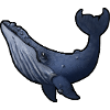 Humpback whale