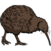 Kiwi Bird