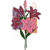 Lis