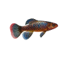 Killifisch Eierlegender Zahnkrapfen Aquarium