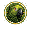 Green Parrot Head