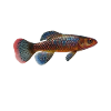 Killifisch Eierlegender Zahnkrapfen Aquarium