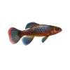 Killifisch Eierlegender Zahnkrapfen Aquarium