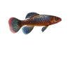 Killifish Egg-laying Tooth Doughnut Aquarium