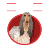 Afghan Greyhound Gift