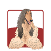 Afghan Greyhound Owner Gifts