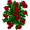 Roses élégantes en fleurs