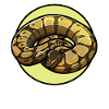 Ball Python Königspythons Königspython