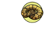 Ball Python Königspythons Königspython
