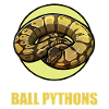 Ball Python Königspythons Königspython