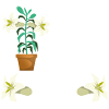 Monstera Mama