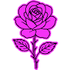 Rose Contour