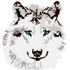 White wolf blue eyes