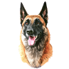 portrait chien malinois