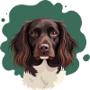 Little Münsterlander with green background