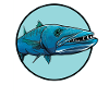 Barracudas Barracuda