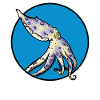 Blue Ringed Octopus Blaugeringelter Krake
