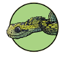 Bush Vipers Bush Viper